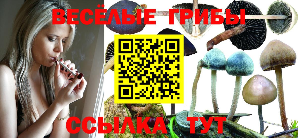 где найти   Кондопога  Псилоцибиновые грибы MAGIC MUSHROOMS 